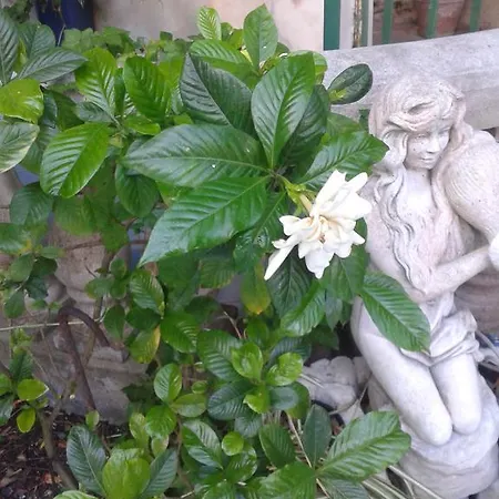 Albatros Bed and breakfast