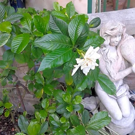 Albatros Bed & Breakfast Città di Lipari