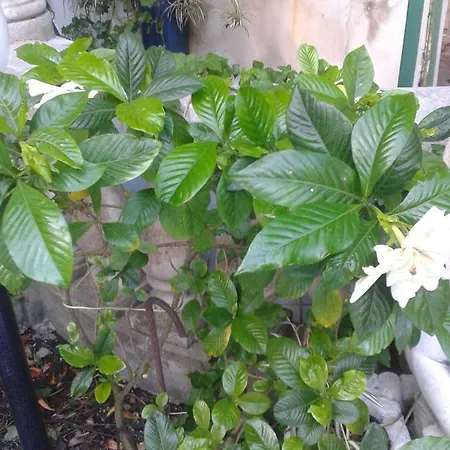 Albatros Lipari (Isola Lipari)