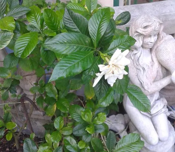 Albatros Bed & Breakfast