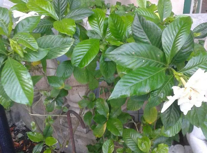 Albatros Lipari (Isola Lipari)